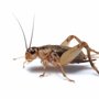 Photo of Auntie Em's Crickets & Friends