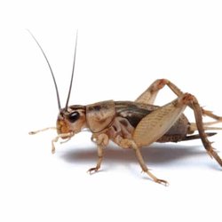 Auntie Em's Crickets & Friends