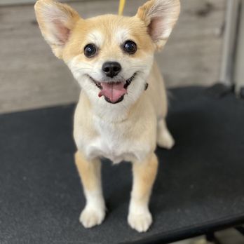 Vlada's Dog Grooming - Molly the Pomeranian - Pet Groomers Near Me - Brooklyn, New York Vlada's Dog Grooming - Molly the Pomeranian - Pet Groomers Near Me - Brooklyn, New York