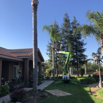 Joe Jr's Tree Service - Tree Services Near Me