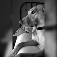 Dog's Best Friend Training - pet boarding facility in Middleton, WI