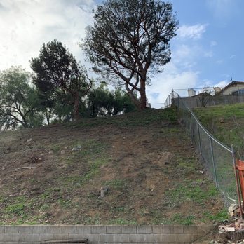 Higuera Tree Care - After - Tree Services Near Me - Chula Vista, California Higuera Tree Care - After - Tree Services Near Me - Chula Vista, California