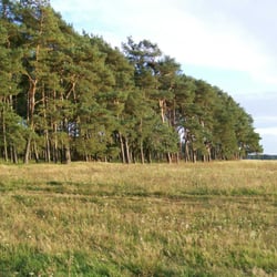 Waldspaziergang östlich von Marleben