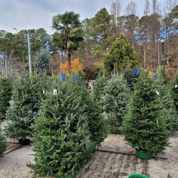 Garden Supply Company - Xmas trees - Nurseries & Gardening Near Me - Cary, North Carolina