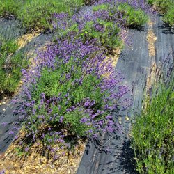 Pleasant Valley Lavender