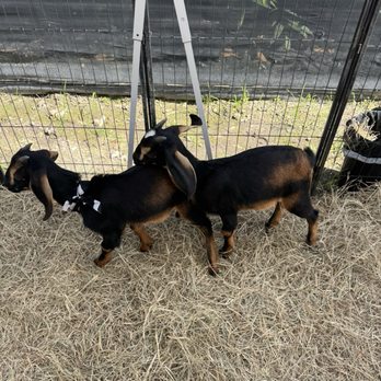 The Bamboo Grove - Coffee and cow goats - Nurseries & Gardening Near Me - Davie, Florida