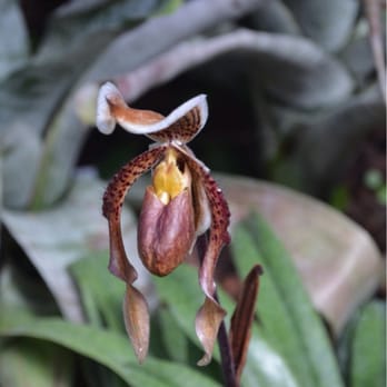 Lincoln Park Conservatory - Orchid - Parks Near Me - Chicago, Illinois Lincoln Park Conservatory - Orchid - Parks Near Me - Chicago, Illinois