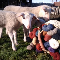 Black Sheep Creamery - They even sell wool on www.etsy.com/shop/blacksheepcreamery ; picture from website