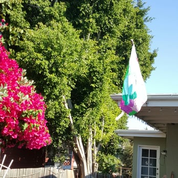 Charles Tree Service - Our 40ft ficus before  multi trunk wedge between two houses plus another 40-foot tree against a fence. - Tree Services Near Me - Lemon Grove, California
