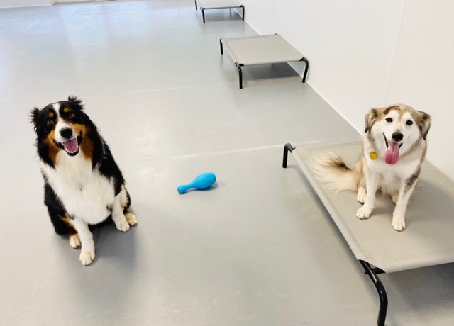 Wonderdog Merrimon - pet boarding facility in Asheville, NC