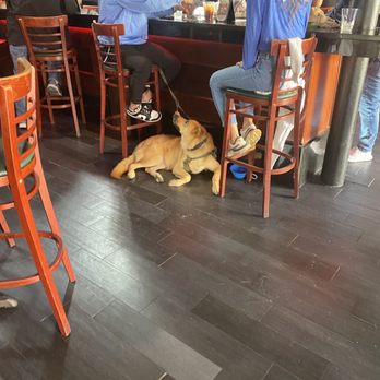 Bad Monkey - Dog friendly - Pubs Near Me - Ybor City, Florida