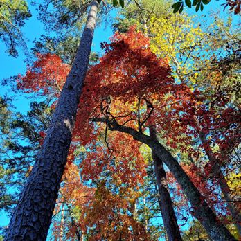 Jackrabbit Mountain Bike Trails - Stunning autumn leaves - Hiking Near Me - Hayesville, North Carolina Jackrabbit Mountain Bike Trails - Stunning autumn leaves - Hiking Near Me - Hayesville, North Carolina