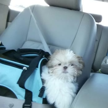 Karma Dog Training - This is how I roll! - Pet Training Near Me - Austin, Texas Karma Dog Training - This is how I roll! - Pet Training Near Me - Austin, Texas