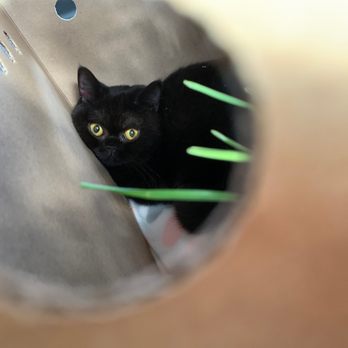 British Dynasty Cattery - BSH coming home - Pet Breeders Near Me British Dynasty Cattery - BSH coming home - Pet Breeders Near Me