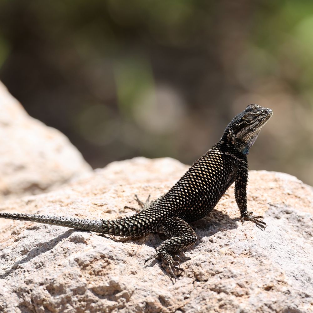 Chiricahua National Monument - Lizard - Hiking Near Me - Willcox, Arizona Chiricahua National Monument - Lizard - Hiking Near Me - Willcox, Arizona