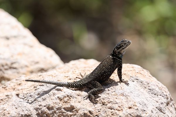 Chiricahua National Monument by null