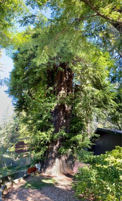 Chimney Tree Grill by null