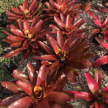 Inch by Yard - sun bromeliads - Landscape Architects or Designers Near Me - Davie, Florida Inch by Yard - sun bromeliads - Landscape Architects or Designers Near Me - Davie, Florida