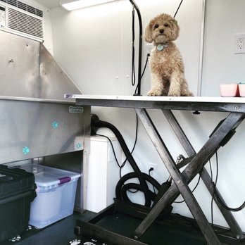 Odalys Mobile Dog Grooming Miami - Waiting to get groomed in the van!! - Pet Groomers Near Me - Miami, Florida
