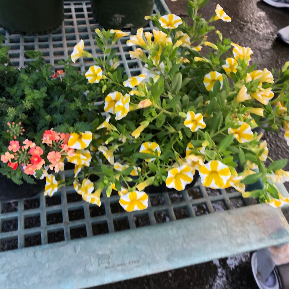 SummerWinds Nursery - Cupertino - Nurseries & Gardening Near Me - Cupertino, California SummerWinds Nursery - Cupertino - Nurseries & Gardening Near Me - Cupertino, California