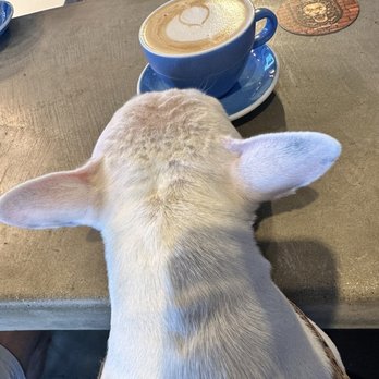 Raised By Lions Coffee - Lavender Honey Oatmeal Latte - Coffee & Tea Near Me - Tustin, California Raised By Lions Coffee - Lavender Honey Oatmeal Latte - Coffee & Tea Near Me - Tustin, California