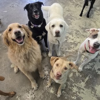 Glendale Pet Resort - The Usual suspects! - Pet Training Near Me - Glendale, California Glendale Pet Resort - The Usual suspects! - Pet Training Near Me - Glendale, California