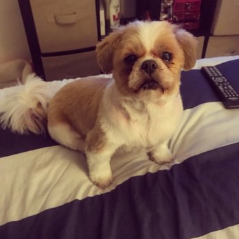Squeaky Clean Dog Grooming - After - Pet Groomers Near Me - New York, New York