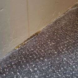 Alma de Sedona Inn - Sap on carpet.