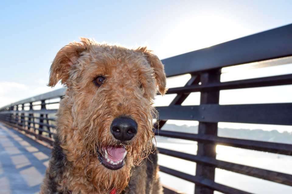 OUT OF THE KENNEL Updated September 2024 21 Photos Dallas, Texas Dog Walkers Phone