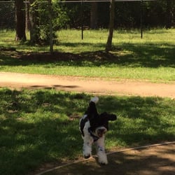 Lent's Family Dog Park - Our cavapoo Dash having a blast!