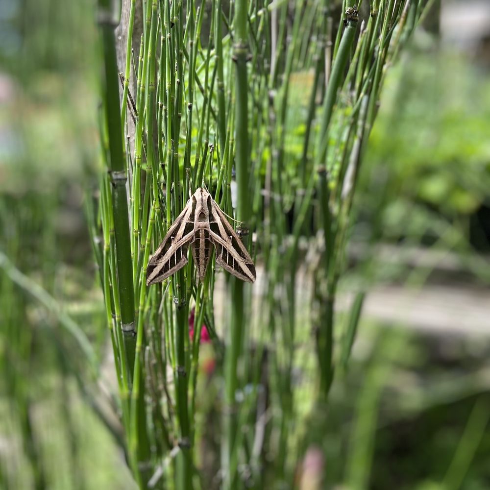 Maggie's Herb Farm - Bamboo with a Butterfly. Butterflies are all over the property. - Nurseries & Gardening Near Me - Saint Augustine, Florida Maggie's Herb Farm - Bamboo with a Butterfly. Butterflies are all over the property. - Nurseries & Gardening Near Me - Saint Augustine, Florida