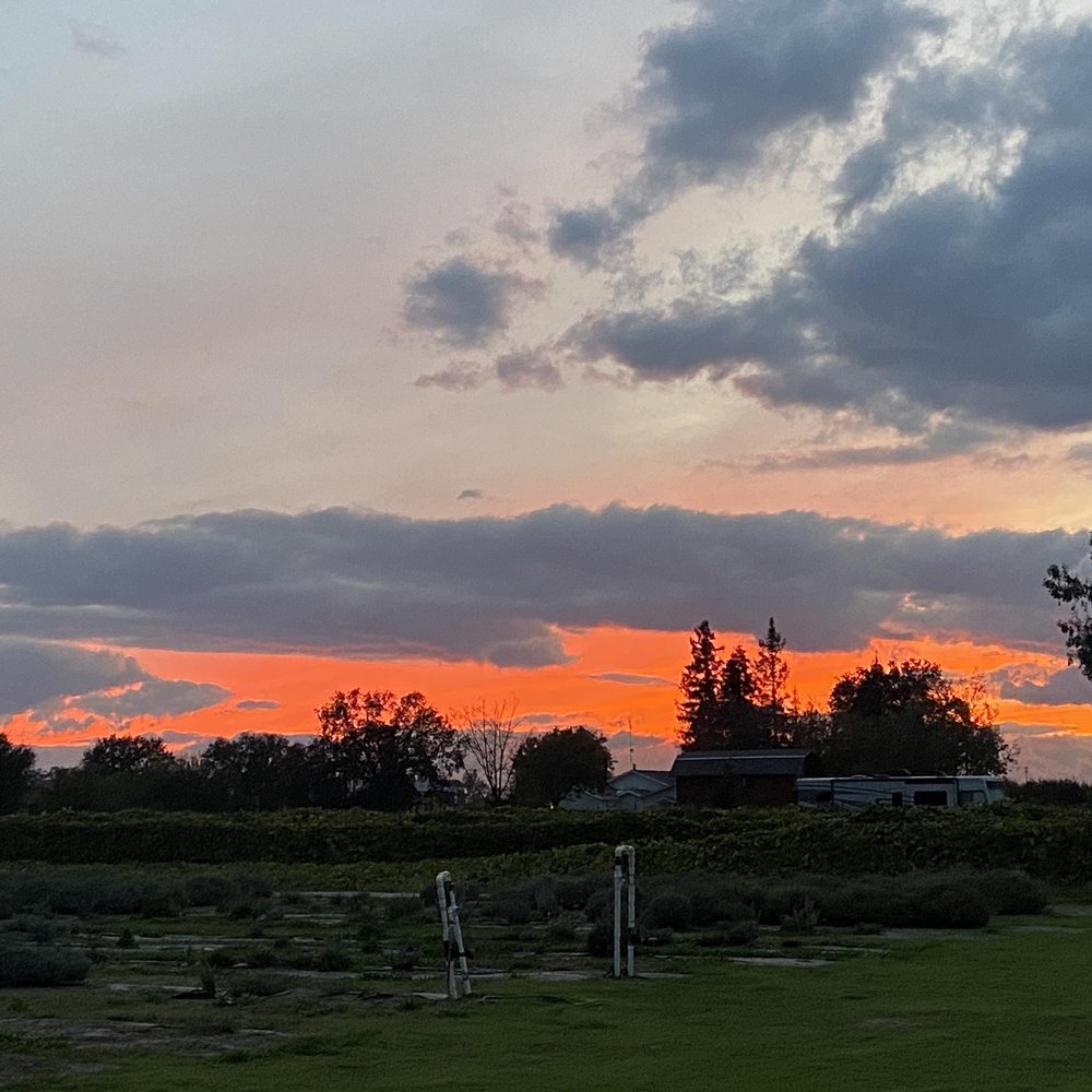 MoonBeam Farm - Sunset at MoonBeam Farm - Pick Your Own Farms Near Me - Corning, California MoonBeam Farm - Sunset at MoonBeam Farm - Pick Your Own Farms Near Me - Corning, California