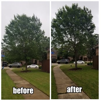 Wauson Tree Service - Tree Services Near Me - Allen, Texas