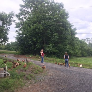 Crushed Cellars - Soooo many chickens. - Wineries Near Me - Purcellville, Virginia