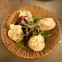Double Knot - Scallop