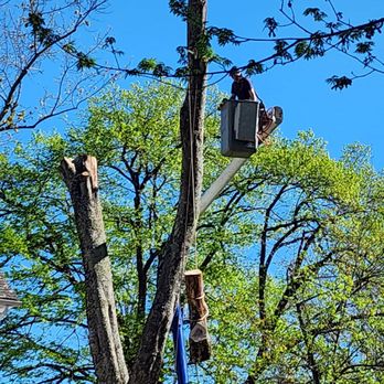 Galvez Tree Service - Using ropes to drop the really heavy stuff. - Tree Services Near Me - Holmes, New York Galvez Tree Service - Using ropes to drop the really heavy stuff. - Tree Services Near Me - Holmes, New York
