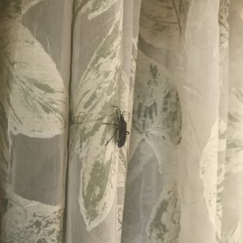 Minerals Hotel - Bug on curtain - Hotels Near Me - Vernon, New Jersey