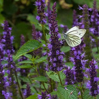 Piper Sprinkler Company - a white butterfly on purple flowers - Landscaping Near Me - Denver, Colorado Piper Sprinkler Company - a white butterfly on purple flowers - Landscaping Near Me - Denver, Colorado