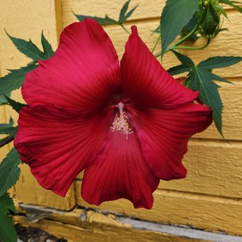 Mi Rancho Bravo - a large red flower in front of a yellow wall - Mexican Near Me - Crawfordsville, Indiana Mi Rancho Bravo - a large red flower in front of a yellow wall - Mexican Near Me - Crawfordsville, Indiana