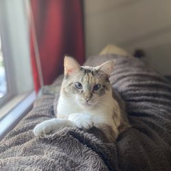 Yarbrough Veterinary Clinic - Carla modelo