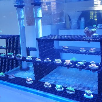 Coral Bite Aquarium - Local Fish Stores Near Me - San Juan, Puerto Rico