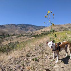 Steamboat Ditch Trail - Just a pit and his sunflower