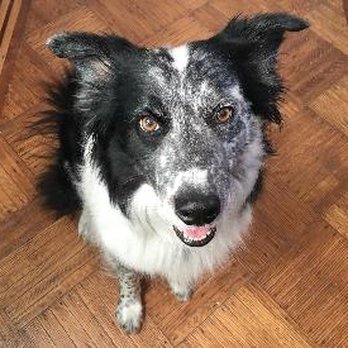 Queenie's Pets - Hi I'm Speck and I'm super smart :) - Dog Walkers Near Me - Philadelphia, Pennsylvania Queenie's Pets - Hi I'm Speck and I'm super smart :) - Dog Walkers Near Me - Philadelphia, Pennsylvania