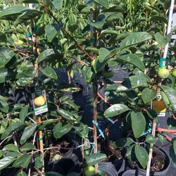 Bronson Heights Family Nursery, Inc