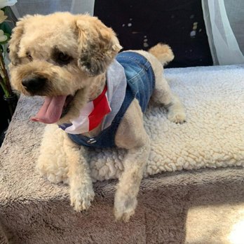 Zoom 2 Groom - Pet Groomers Near Me - Montrose, California