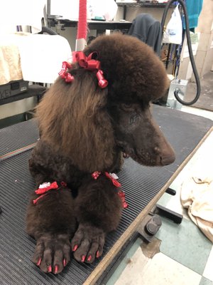 gloria's dog beauty salon