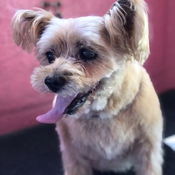 Dog Star Grooming - Bonnie looking cool after her Summer clip! - Pet Groomers Near Me - Kedron, QLD Dog Star Grooming - Bonnie looking cool after her Summer clip! - Pet Groomers Near Me - Kedron, QLD