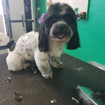 Bark'n Bubbles - Pet Groomers Near Me - South San Francisco, California Bark'n Bubbles - Pet Groomers Near Me - South San Francisco, California
