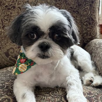 Pet Supplies Plus Fairlawn - A very happy puppy. - Pet Groomers Near Me - Fairlawn, Ohio Pet Supplies Plus Fairlawn - A very happy puppy. - Pet Groomers Near Me - Fairlawn, Ohio