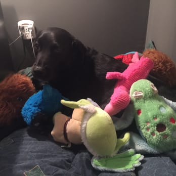 Puppy Playground - Here's a pic of Fender and his friends at home. He hates his picture taken... - Pet Sitting Near Me - Indianapolis, Indiana
